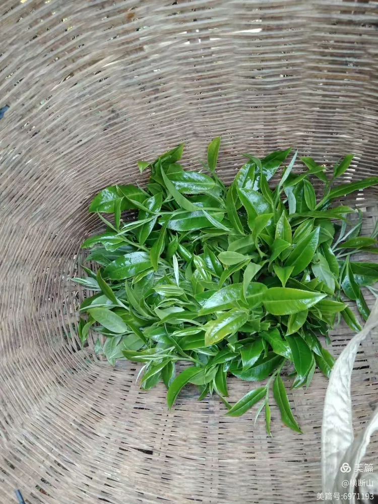 我的茶茶